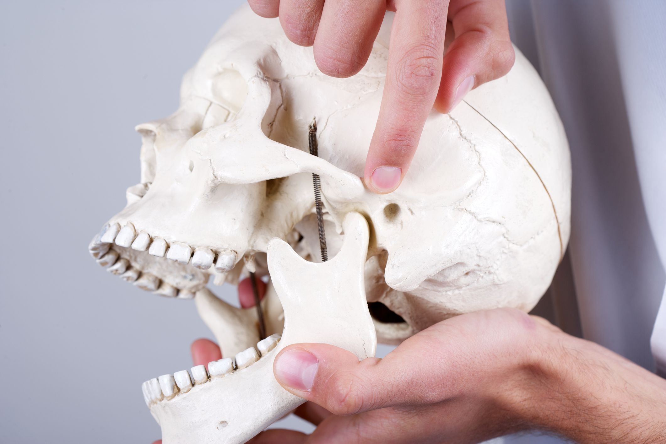Photo of a hand pointing at the TMJ on a skull